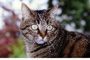 CHATTE VALENTINE